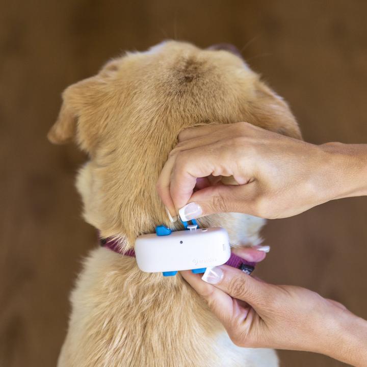 Produktbild Tractive Dog 4 GPS Tracker für Hunde (One Size, Hund, Allgemein)