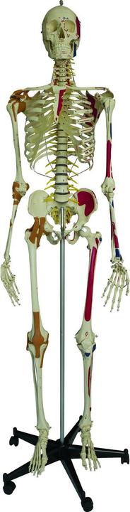 Produktbild Sport-Thieme Super-Skelett / Anatomisches Modell