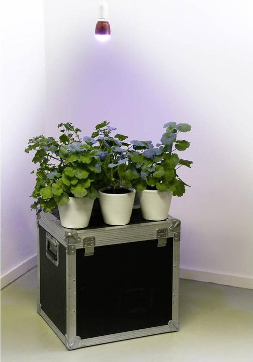 Produktbild Venso Grow Light Winter (LED, 245 V)
