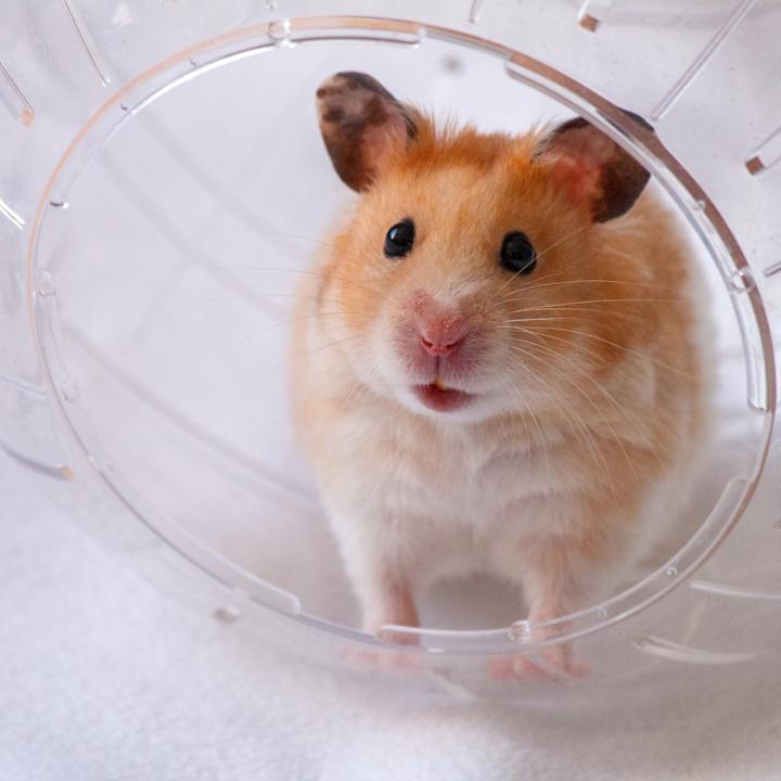 Image du produit Relaxdays Balle pour hamster