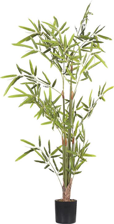 Produktbild Beliani Bambusa Vulgaris (100 cm)