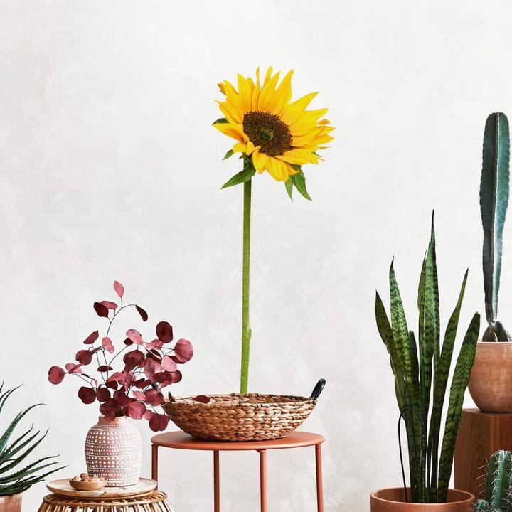 Image du produit Trenddeko Tournesol seul (25 x 72 cm)