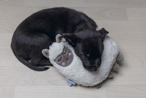 Actual product image Beeztees Puppy Cuddle Toys and Heartbeat Simulator (Litter toy dog)