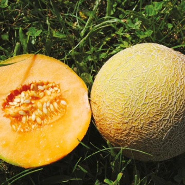 Sativa Zuckermelone Benary's Zuckerkugel (Keimlinge)