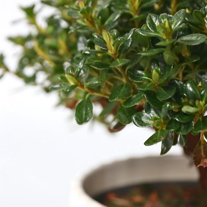 Actual product image Plant in a Box Rhododendron azalea 'Anouk' - set of 2 azaleas (25 cm)