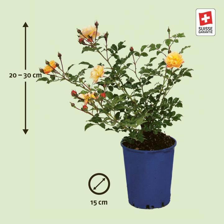 Produktbild Zulauf Bodendeckerrose / Rosa (BD) 'Sedana'® (30 cm)