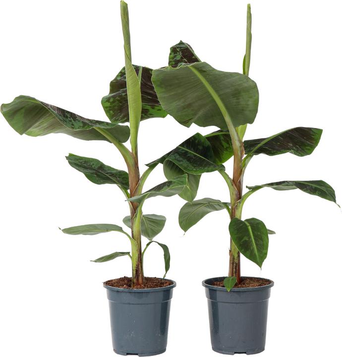Produktbild Plant in a Box Musa Dwarf Cavendish - 2er-Set Bananenplanzen (90 cm)