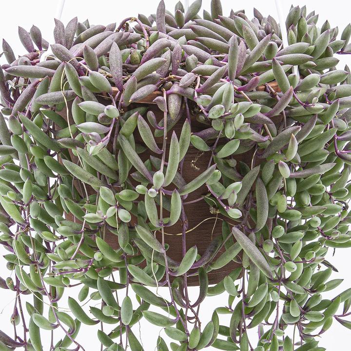 Immagine prodotto Kakteen Gautschi Senecio Purple Flash (30 cm)