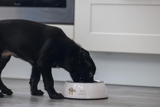 Image du produit Beeztees Gamelle pour chiots Binky (0.35 l)