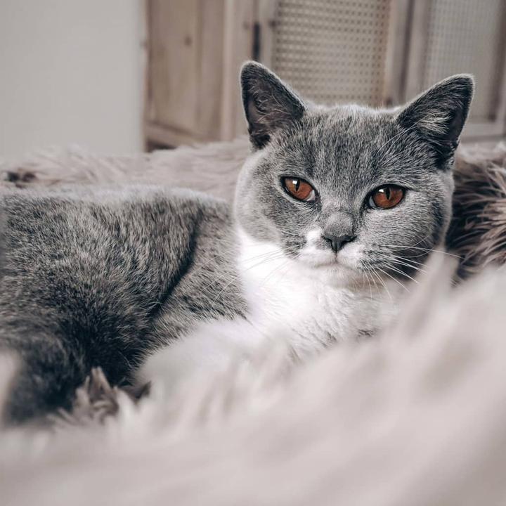 Produktbild District 70 Haustier-Bett (Katze, Hund)
