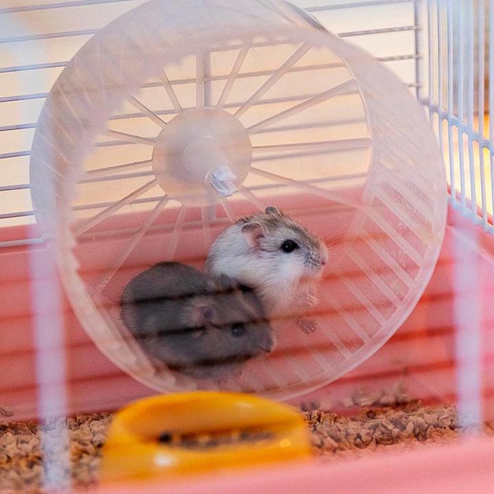 Actual product image Ferplast Hamster 9 Princess - Cage