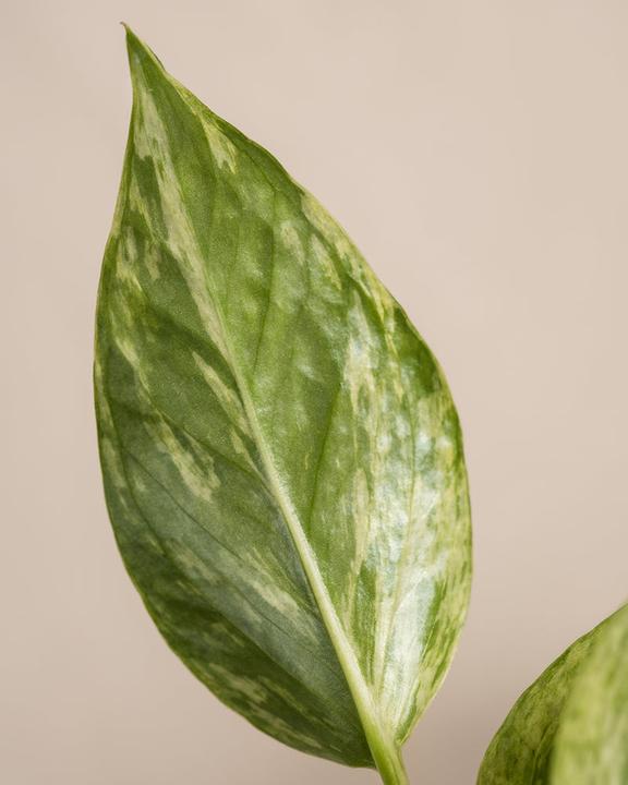 Produktbild feey Efeutute Marble Queen (25 cm, Frisch umgetopft)