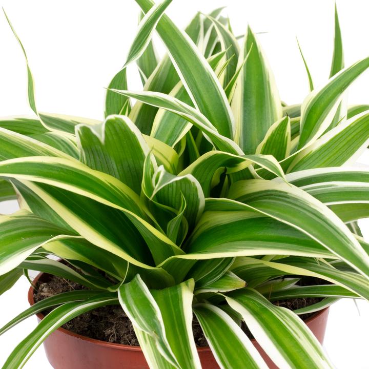 Actual product image Flowerbox Green lily Ocean - height ca. 20 cm, pot-Ø 12 cm - Chlorophytum Comosum (20 cm)