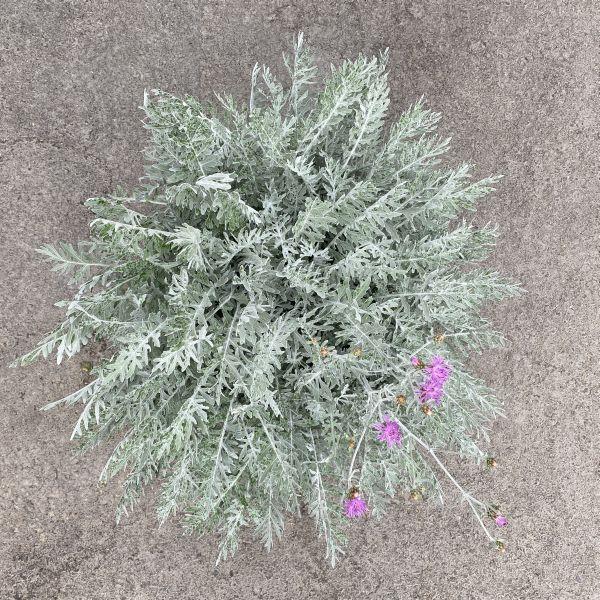 Actual product image Säntispracht The perennial knapweed in a decorative basket - Centaurea Silver Feather (80 cm)
