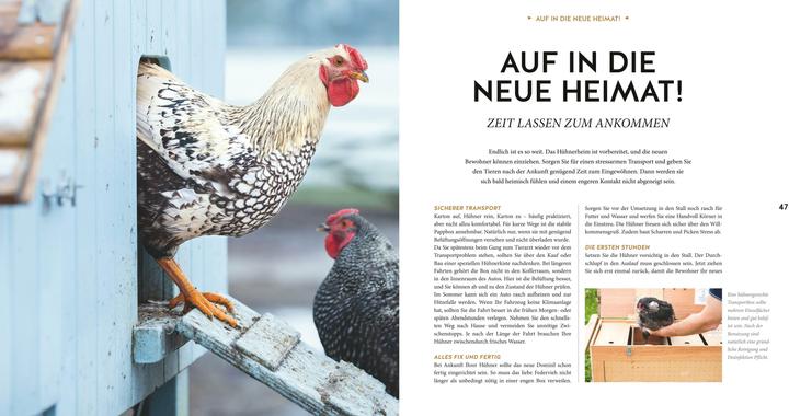 Produktbild Hühner Basics (Deutsch, Esther Schmidt, 2018)