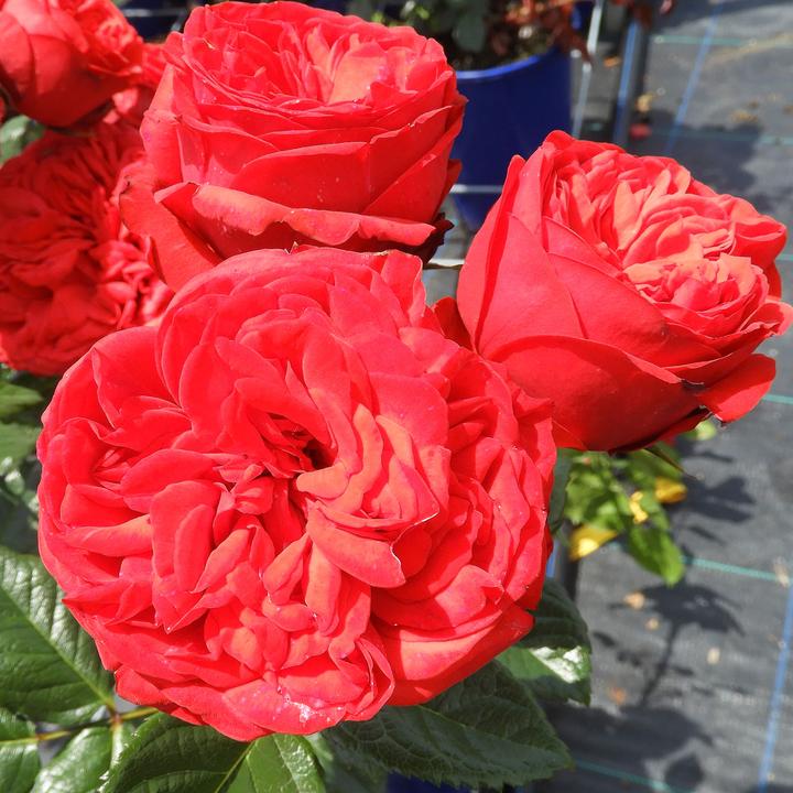 Produktbild Zulauf Nostalgierose / Rosa (NOS) 'Piano'® (40 cm)