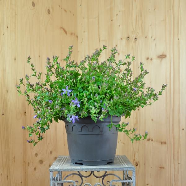 Immagine prodotto Säntispracht La vigorosa campanula pendula - Campanula poscharskyana 'Blauranke' (20 cm)