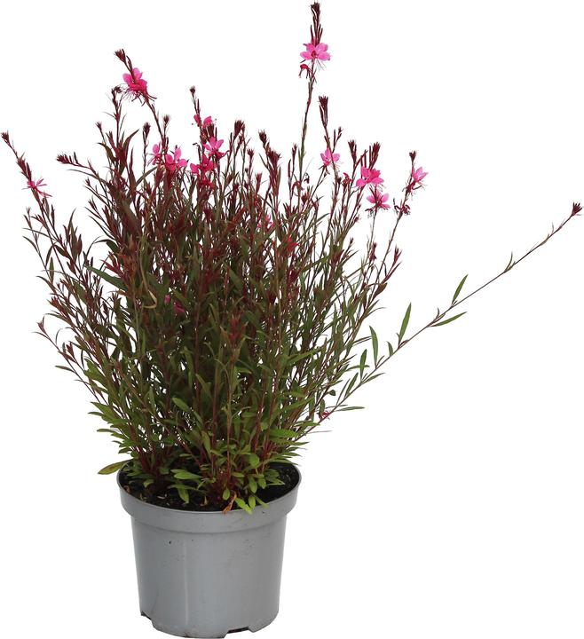 Produktbild Zulauf Prachtkerze / Gaura lindheimerii 'Belleza Dark Pink' (25 cm)