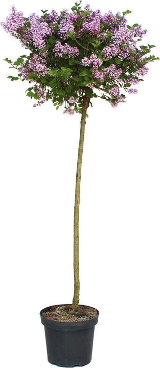 Image du produit Zulauf Zwerg-Flieder / Syringa meyeri 'Palibin' (100 cm)