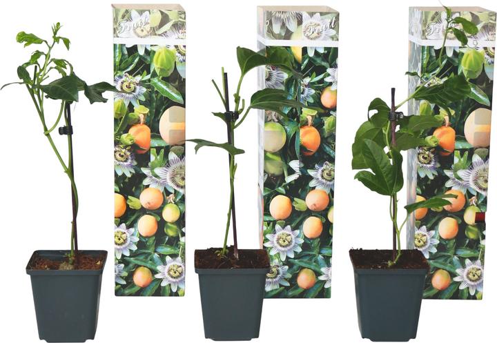 Actual product image Plant in a Box Passiflora edulis 'Frederick' - set of 3 passion flowers (40 cm)