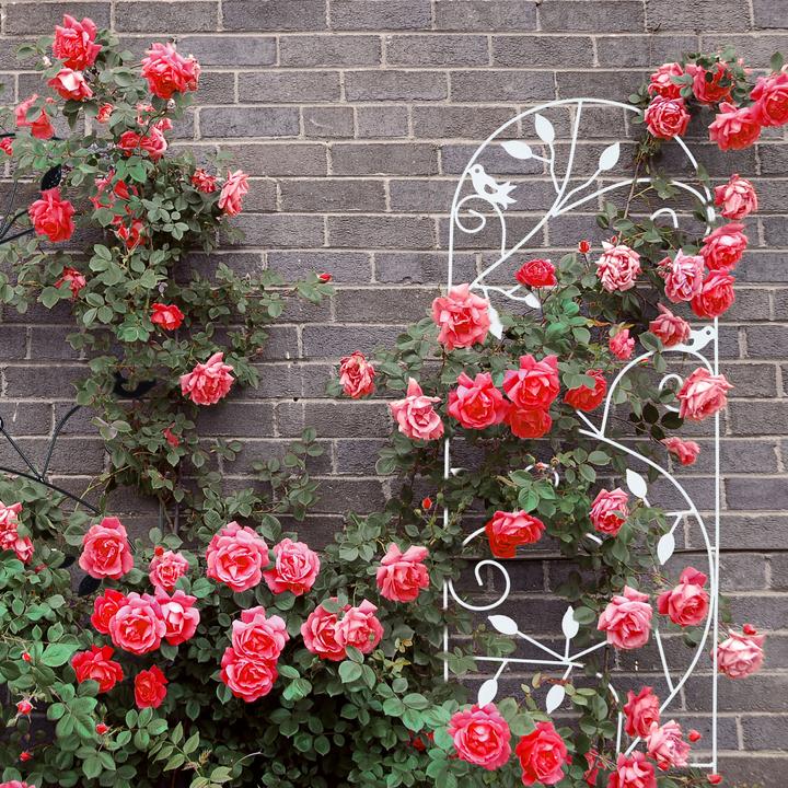Image du produit Relaxdays Treillis de jardin en fer (40 cm, 0.50 cm)
