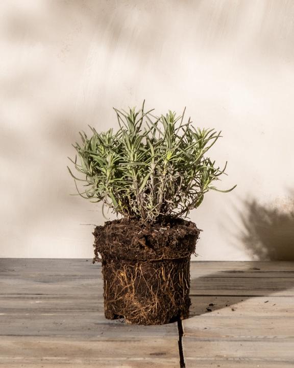 feey Lavendel (25 cm, Animal friendly)