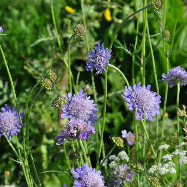 Image du produit Säntispracht Set de 4, La scabieuse colombe à fleurs lilas - Scabiosa columbaria (50 cm)