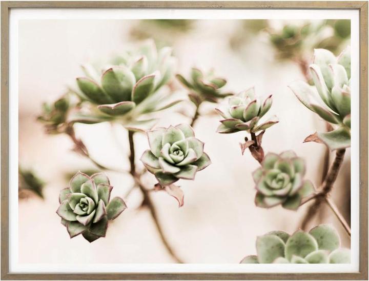Actual product image Trenddeko Small succulents (40 x 30 cm)