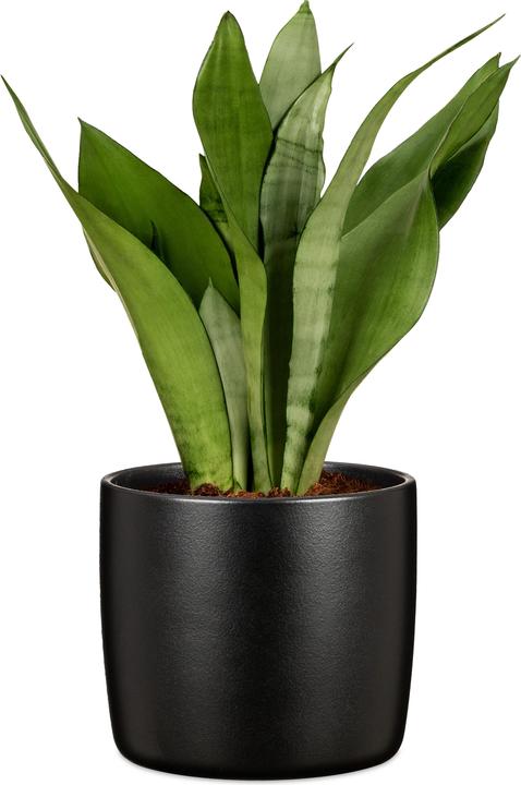 Actual product image Scheurich Flowerpot Ebano 16 cm, Black (17.60 cm)