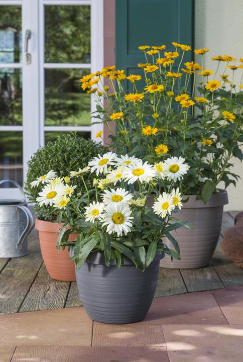 Actual product image Scheurich Country Star (39 cm)