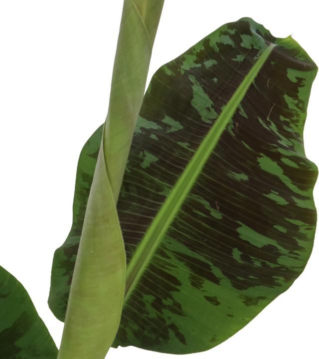 Actual product image Plant in a Box Musa Dwarf Cavendish - (90 cm)