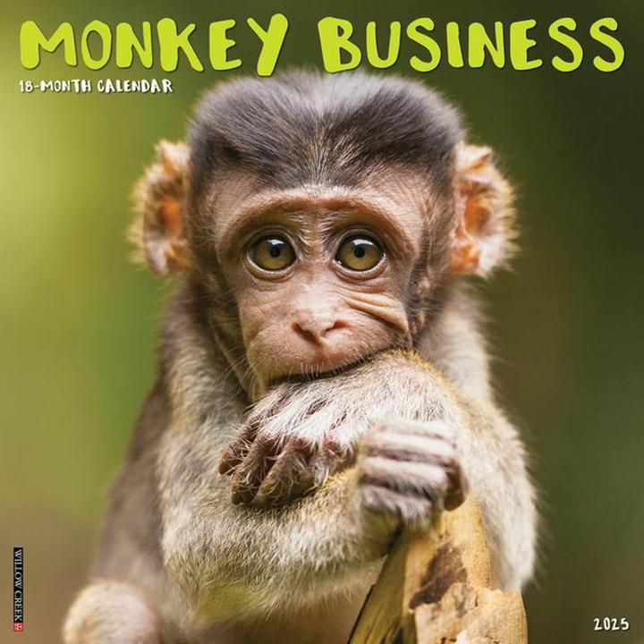 Produktbild Willow Creek Press Monkey Business 2025 12 X 12 Wall Calendar (Englisch)