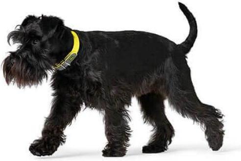 Actual product image Hunter Collar Convenience Yellow S/M (S, M, Dog, General)