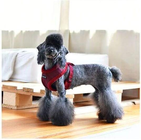 Image du produit Puppia Harnais Puppytooth Rouge XL (XL, Chien)