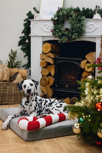 Image du produit Beeztees Les jouets de Noël (Jouet en peluche chien)