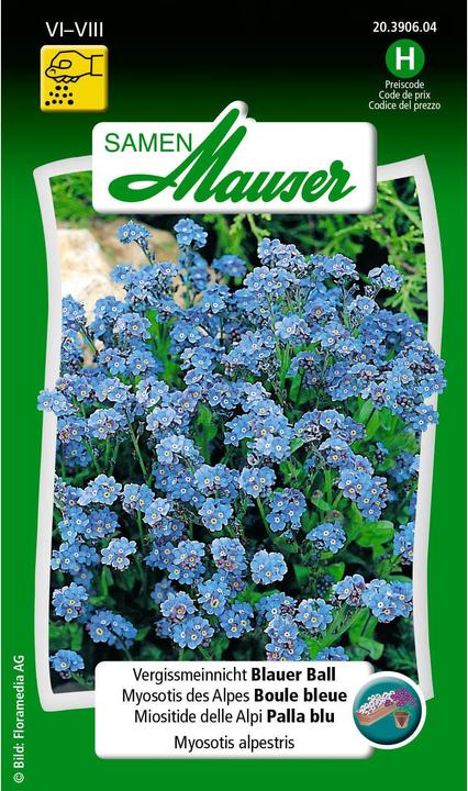 Samen Mauser Palla blu Forget-Me-Not (Semi di piante)
