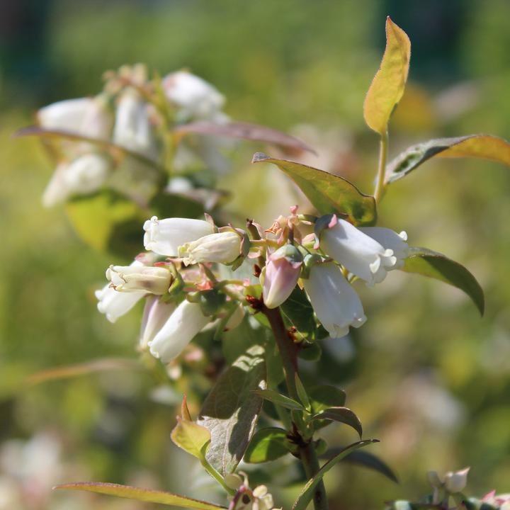 Produktbild Zulauf Kultur-Heidelbeere / Vaccinium corymbosum 'Darrow' (50 cm)