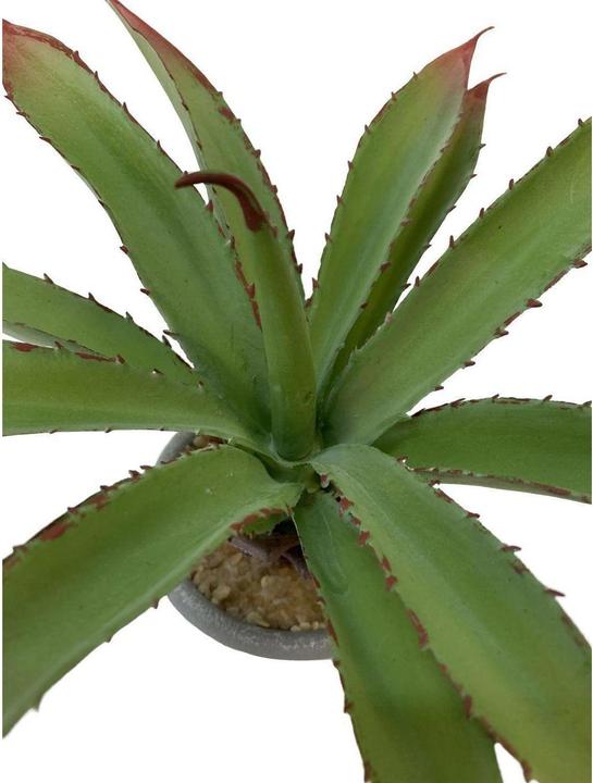Image du produit Botanic-Haus Aloès en pot (20 cm)