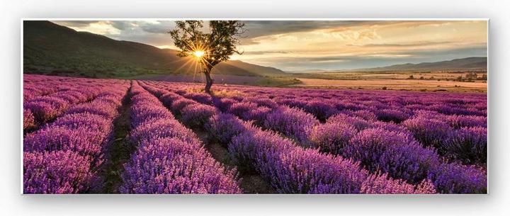 Image du produit Trenddeko Fleur de lavande en Provence - Panorama 01 (40 x 100 cm)