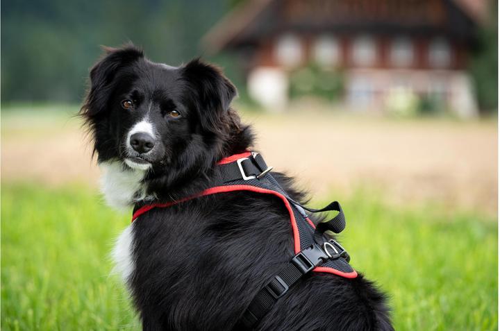 Immagine prodotto Grossenbacher Vasellame variegato XS Arancione (XS, Cane, Generale)