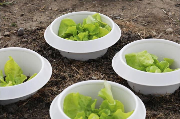 Produktbild Andermatt Biogarten SchneckenStopp