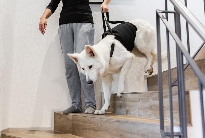 Actual product image Deek Pets Carrying strap "Walker" for dogs (Dog)
