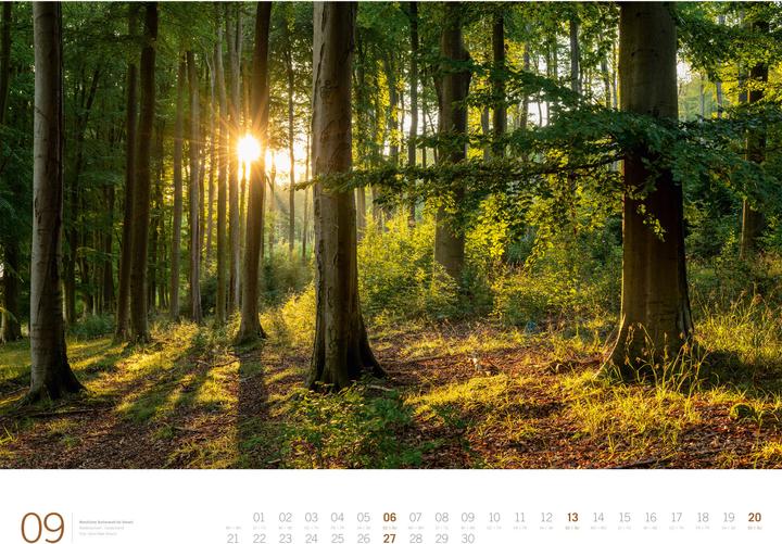 Image du produit Wald - Gallery Kalender 2026 (66 x 50 cm, Couverture rigide, Anglais, Allemand)