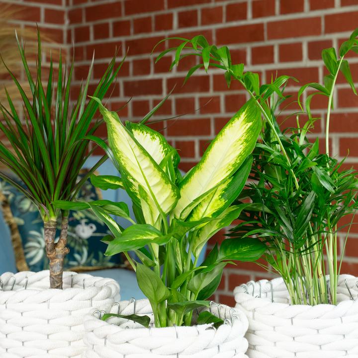Actual product image Flowerbox Set of 3 indoor plants Chamaedorea, Dieffenbachie, Dracaena - pot-Ø 10-12 cm (30 cm)