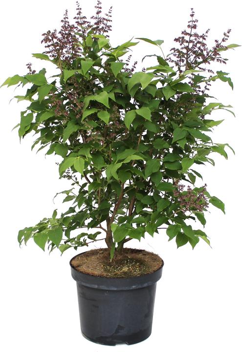 Immagine prodotto Zulauf Koreanischer Flieder / Syringa patula 'Miss Kim' (70 cm)