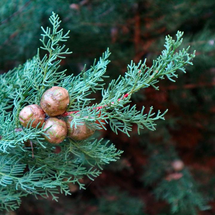 Image du produit Plant in a Box Cupressus sempervirens totem - Toskanische Zypresse (60 cm)