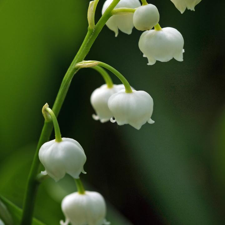 Actual product image Plant in a Box Convallaria Majalis - (10 cm)