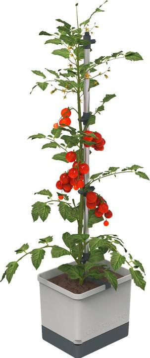 Actual product image Gusta Garden Tom Tomato (35 cm)