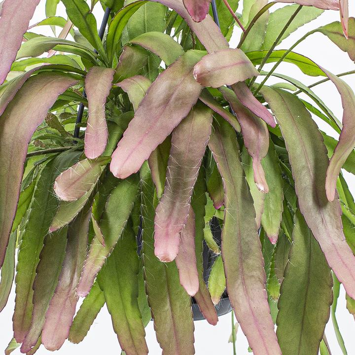 Image du produit Kakteen Gautschi Rhipsalis ramulosa Red Coral (35 cm)