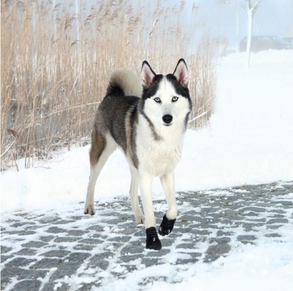 Actual product image Trixie Paw Protector Walker Active Gr. XL (XL, Dog boots)